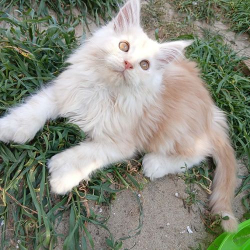 Chatons tout mignons maine coon