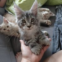 Chatons tout mignons maine coon #3