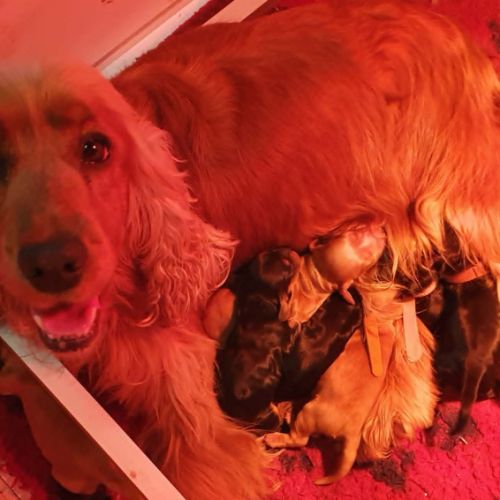 Chiots cockers anglais lof à réserver