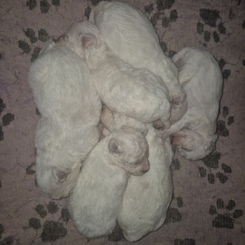 Bichon frisé à vendre
