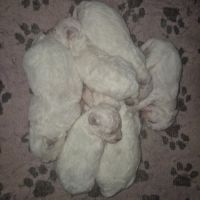 Bichon frisé à vendre