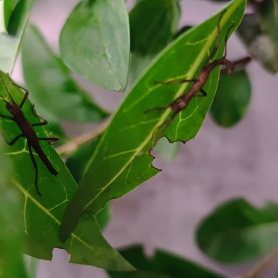 Phasmes peruphasma et phasmes scorpion #0