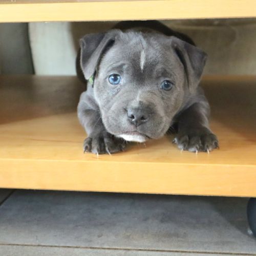 2 staffies bleus à réserver