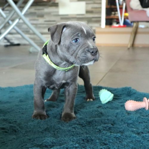 2 staffies bleus à réserver #4