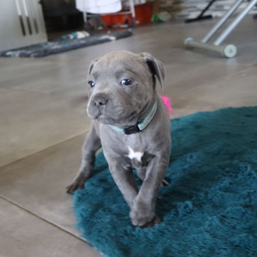 2 staffies bleus à réserver #5