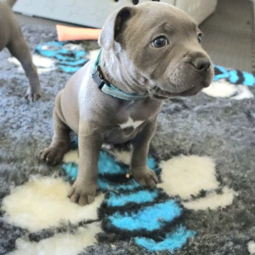 2 staffies bleus à réserver #7