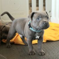 2 staffies bleus à réserver #2