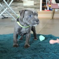 2 staffies bleus à réserver #4
