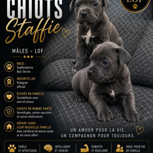 Magnifique staffie bleu et bleu panache blanc