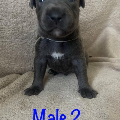 Magnifique staffie bleu et bleu panache blanc