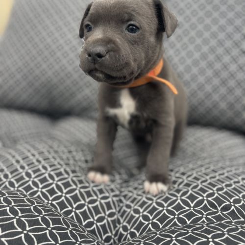 Magnifique staffie bleu et bleu panache blanc