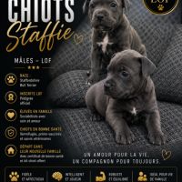 Magnifique staffie bleu et bleu panache blanc