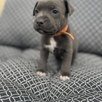 Magnifique staffie bleu et bleu panache blanc