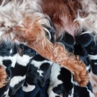 Epagneul breton tricolore noir/blanc/orange #8