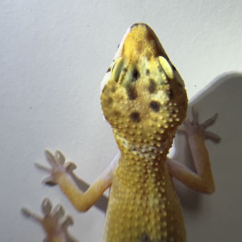 Gecko léopard de 4mois #1
