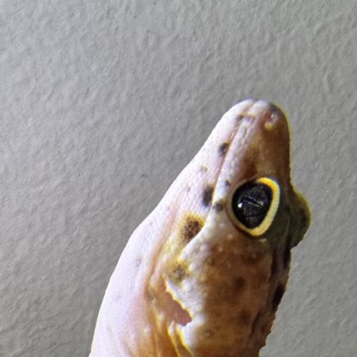 Gecko léopard de 4mois #2