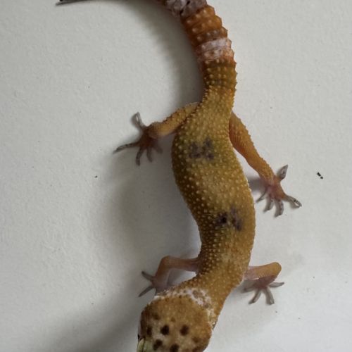 Gecko léopard de 4mois #3