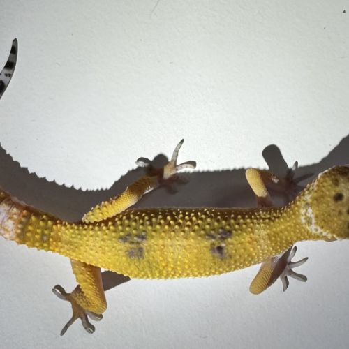 Gecko léopard de 4mois #4