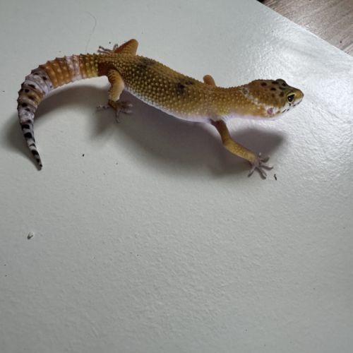Gecko léopard de 4mois