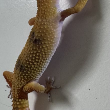 Gecko léopard de 4mois #6