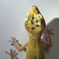 Gecko léopard de 4mois #1