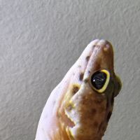 Gecko léopard de 4mois #2