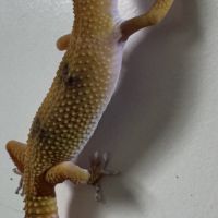 Gecko léopard de 4mois #6