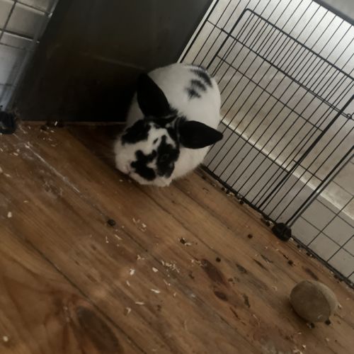 Lapin noir et blanc de 7 mois #1
