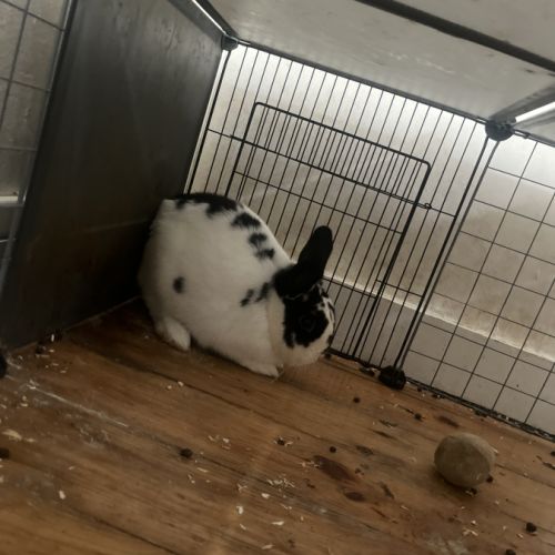 Lapin noir et blanc de 7 mois #2