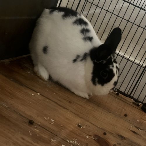 Lapin noir et blanc de 7 mois