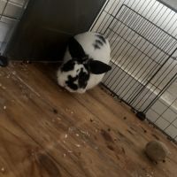 Lapin noir et blanc de 7 mois #1