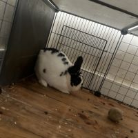 Lapin noir et blanc de 7 mois #2