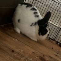 Lapin noir et blanc de 7 mois #0