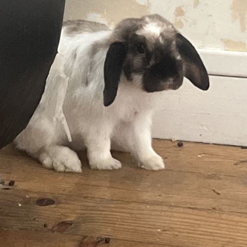 Lapine blanche de plus d'1 an