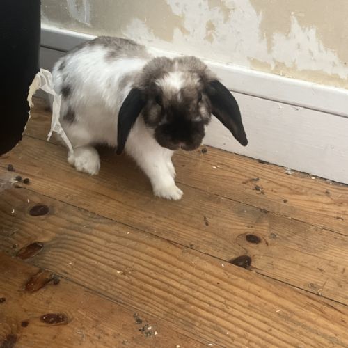 Lapine blanche de plus d'1 an #2