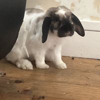 Lapine blanche de plus d'1 an #0
