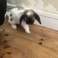 Lapine blanche de plus d'1 an #2