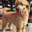 Chien vegas à l adoption #2