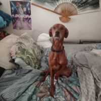 Chien snoopy à l adoption