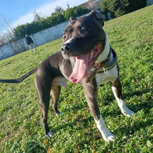 Chien riko à l adoption #0