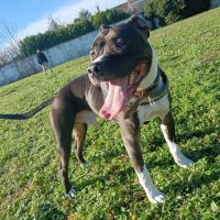 Chien riko à l adoption