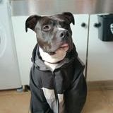 Chien riko à l adoption #3
