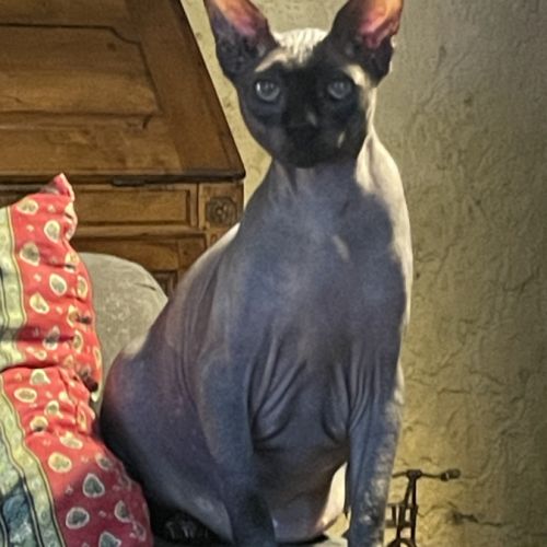 Donne chat sphynx