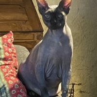 Donne chat sphynx