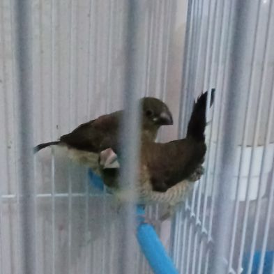 Moineau du japon #0