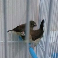 Moineau du japon