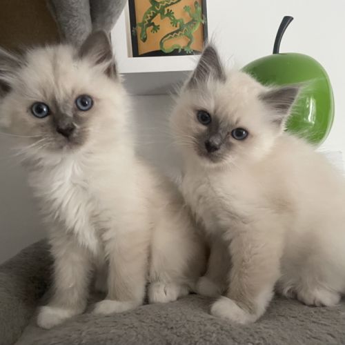 Chatons 
