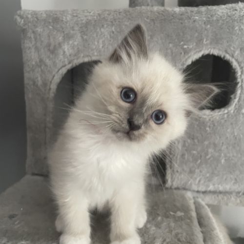Chatons 
