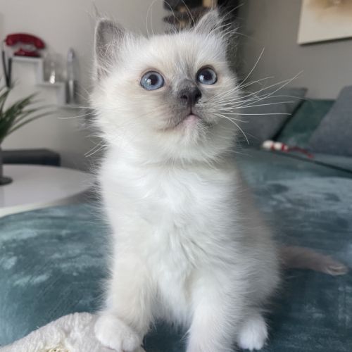 Chatons 