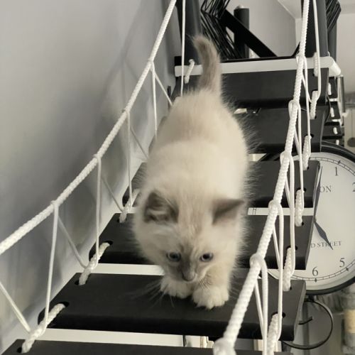 Chatons 